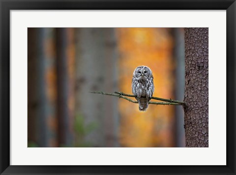 Framed Tawny Owl Print