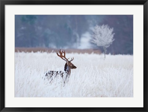 Framed Fallow Deer In The Frozen Winter Landscape Print