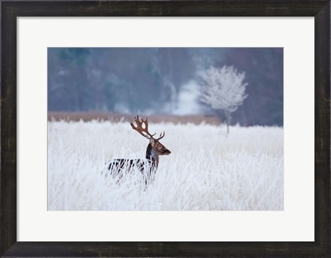 Framed Fallow Deer In The Frozen Winter Landscape Print