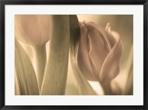 Framed Tulips Print