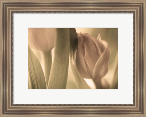 Framed Tulips Print