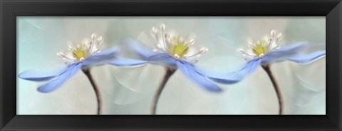 Framed Dancing Anemones Print