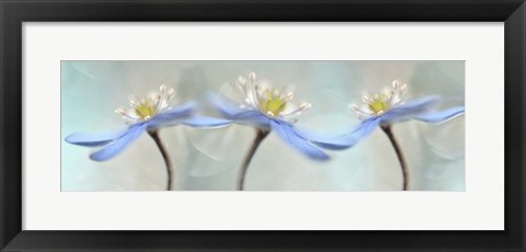 Framed Dancing Anemones Print