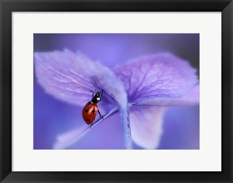 Framed Ladybird On Purple Hydrangea Print