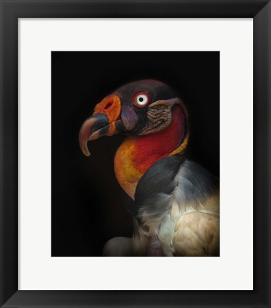 Framed King Vulture-Sarcoramphus Papa Print