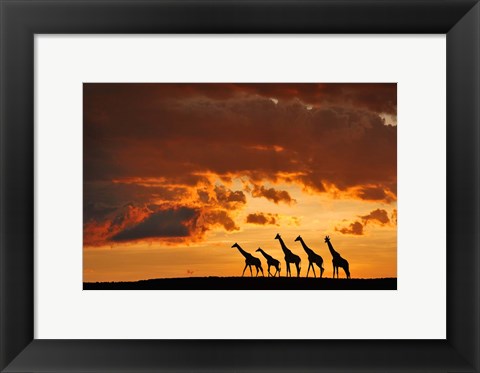 Framed Five Giraffes Print