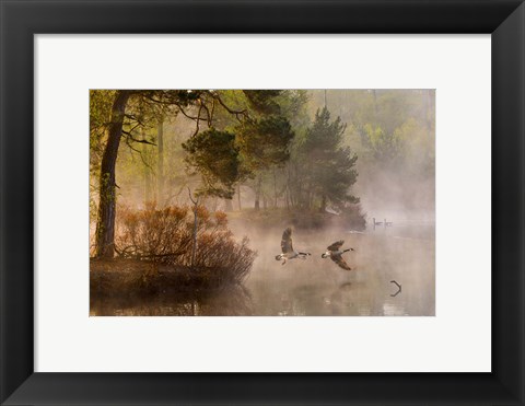 Framed Goose Fight Print