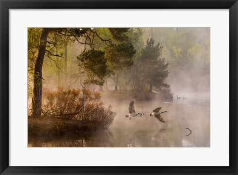 Framed Goose Fight Print