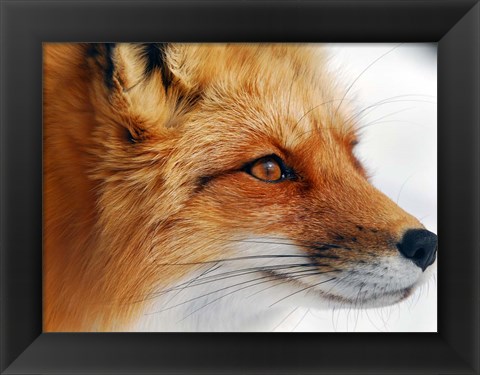 Framed Red Fox Print