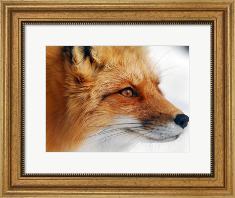 Framed Red Fox Print