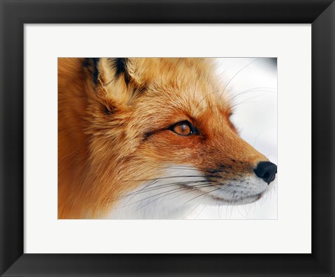 Framed Red Fox Print