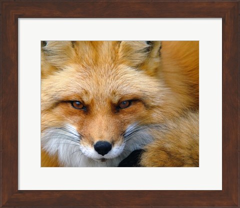 Framed Foxy Lady Print