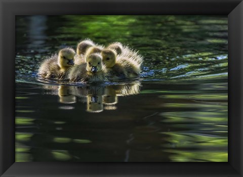 Framed Cute Baby Canada Geese Print