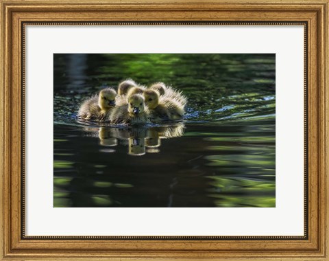 Framed Cute Baby Canada Geese Print