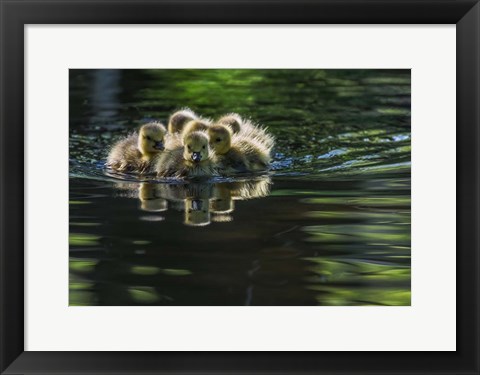 Framed Cute Baby Canada Geese Print