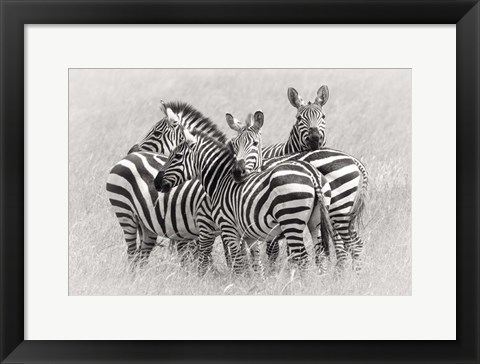 Framed Zebras Print