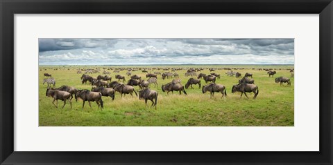 Framed Great Migration In Serengeti Plains Print