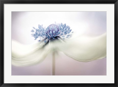 Framed Anemone Print