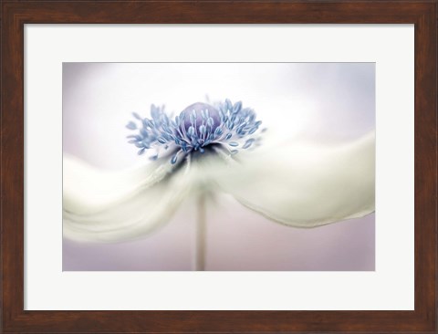 Framed Anemone Print