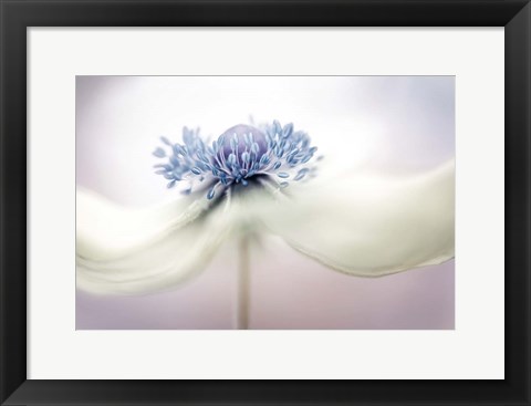 Framed Anemone Print