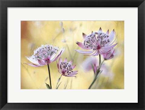 Framed Astrantia Major Print