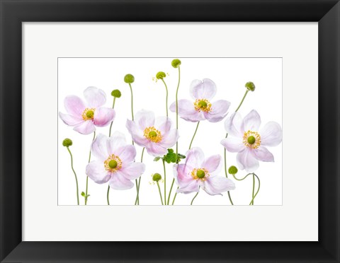 Framed Japanese Anemones Print