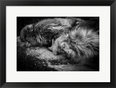 Framed Sleeping Print