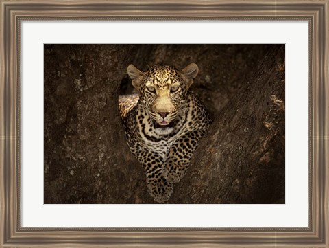 Framed Leopard Resting On A Tree At Masai Mara Print