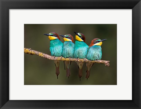 Framed Bee-Eater Resting Print