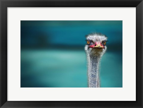 Framed Ostrich Protecting Two Poor Chicken From The Wind Print