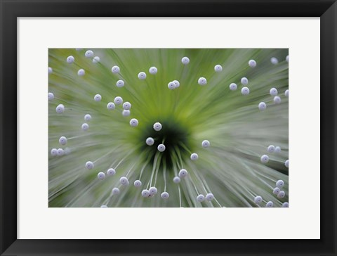 Framed Green And White II Print