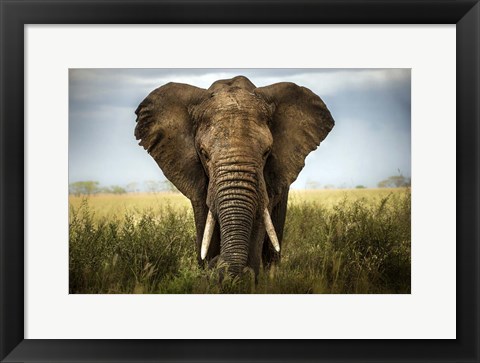 Framed Encounters In Serengeti Print