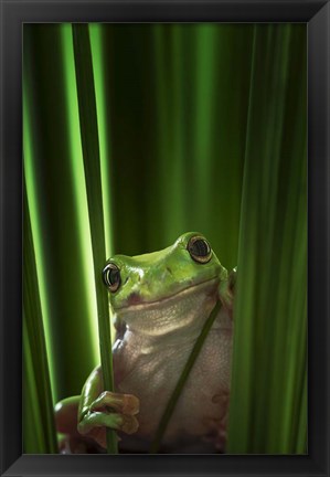 Framed Green Frog Print