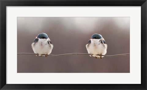 Framed Birds On A Wire Print