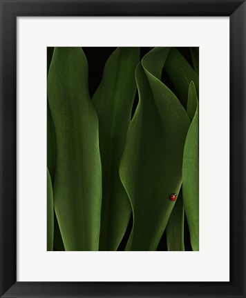 Framed Coccinelle Print