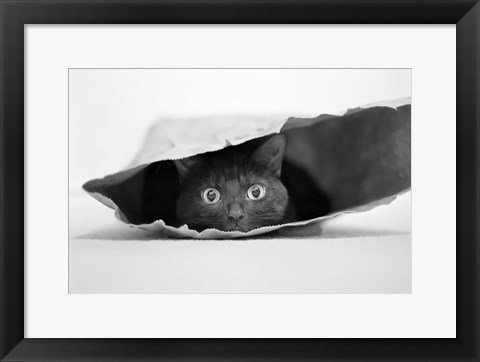 Framed Cat In A Bag Print