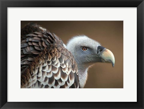 Framed Vulture Print