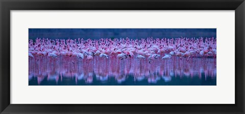 Framed Flamingos Print