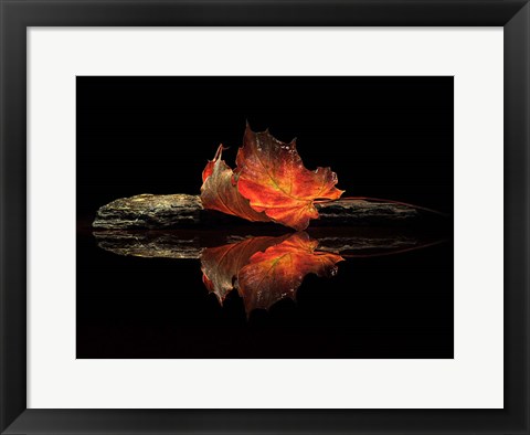 Framed Autumn Colors Print