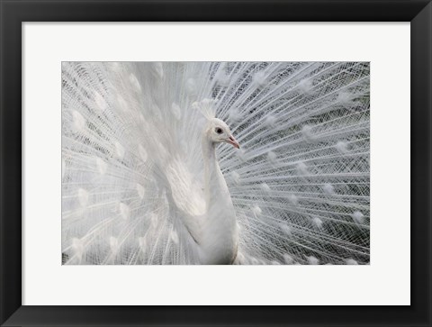 Framed As White As Snow Print