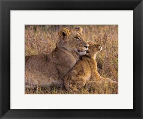 Framed Baby Lion With Mother Print