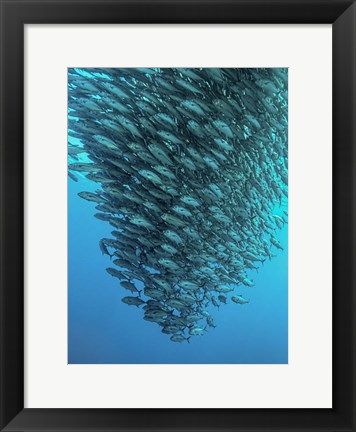 Framed Schooling Jackfishes Print