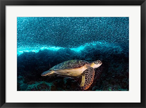 Framed Turtle And Sardines Print