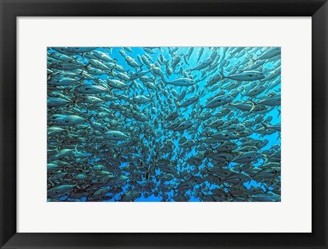 Framed Splitted School Of Jackfish Print