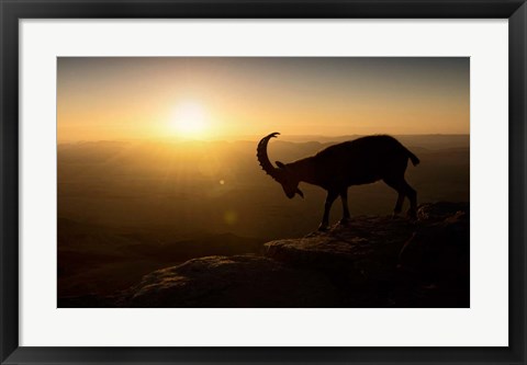 Framed Desert Wanderer Print