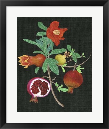 Framed Pomegranate Study II Print