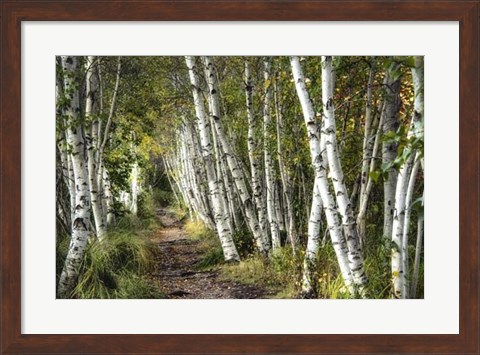 Framed Walk Through the Birch Trees Print