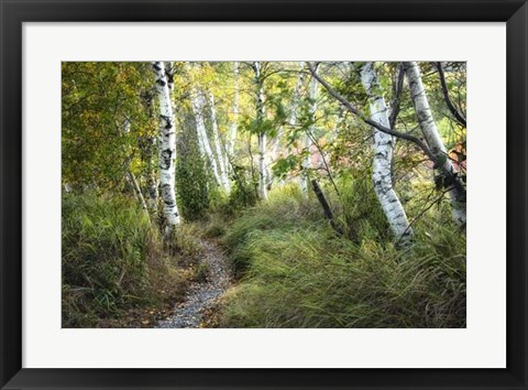 Framed Birch Trees &amp; Tall Grass Print