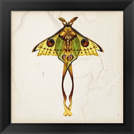 Framed Butterfly Study I Print