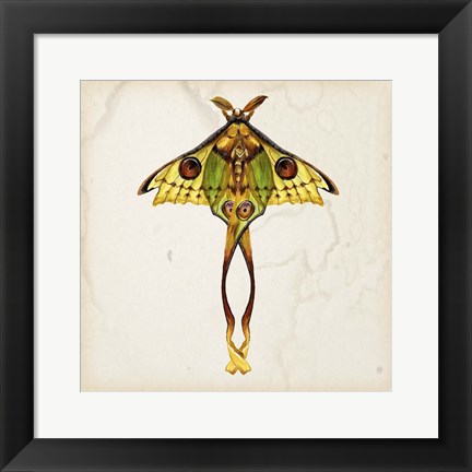 Framed Butterfly Study I Print